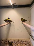 Cubavinken, Dieren en Toebehoren, Meerdere dieren, Tropenvogel