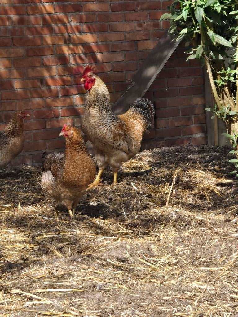 Zeer mooie bielefelder haan, Meerdere dieren, Kip