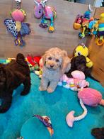 Australian labradoodle pups, Nederland, Overige rassen, 8 tot 15 weken, Meerdere