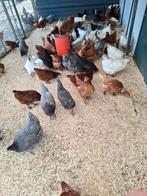 Grote keuze leghennen, sier- en krielkippen, Dieren en Toebehoren, Pluimvee, Vrouwelijk, Kip