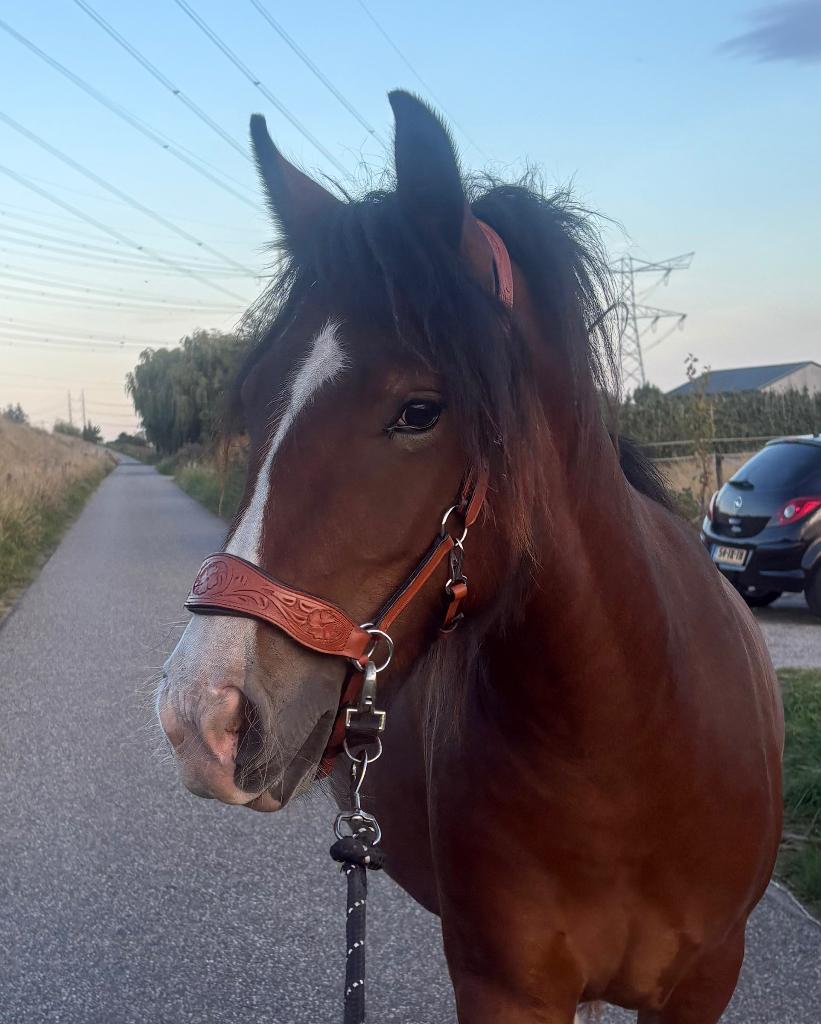 Super lieve tinker merrie, Dieren en Toebehoren, Minder dan 160 cm, 3 tot 6 jaar, Onbeleerd, Recreatiepaard