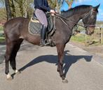 Superbrave 7 jr ruin 1,67(recreatie-manege-sport), Ruin, 7 tot 10 jaar, Met stamboom, B