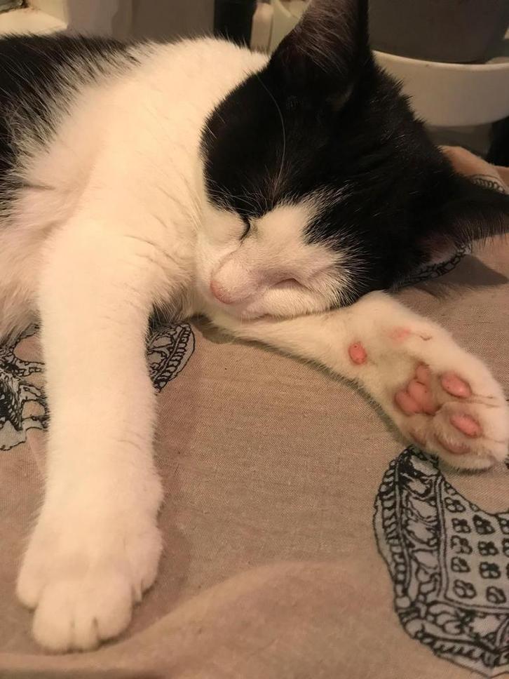 Yuzu ter adoptie (6 jaar, Europees korthaar), Dieren en Toebehoren, Katten en Kittens | Raskatten | Korthaar, Kater