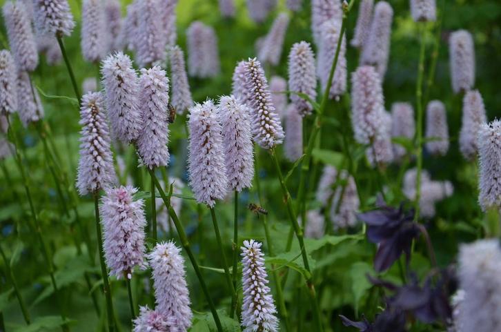 Adderwortel stek / Persicaria, Tuin en Terras, Planten | Tuinplanten, Vaste plant, Bodembedekkers, Halfschaduw, Zomer, Ophalen