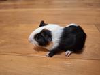 Cavia zeugje, Maart, Vrouwelijk, Cavia