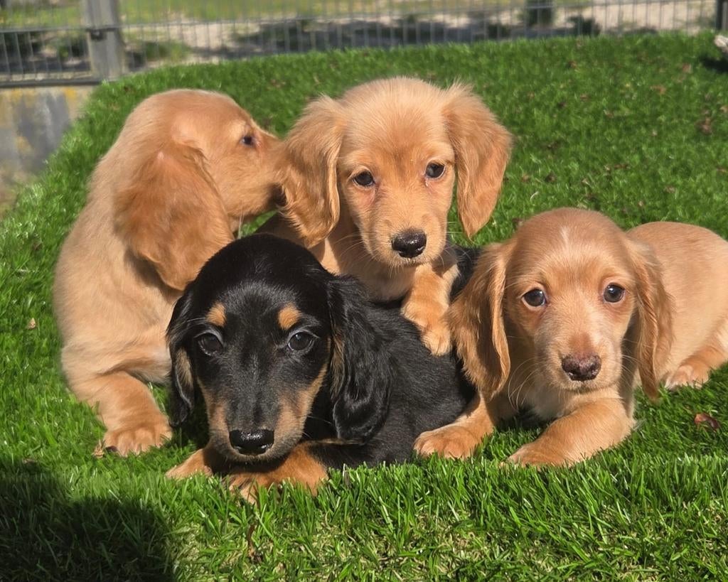 Te koop MOOIE langharige Dwergteckel pups (tekkel), Nederland, 8 tot 15 weken, Dwerg, Langhaar