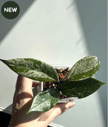 Hoya Carnosa Stardust #1, Ophalen of Verzenden, Halfschaduw, Minder dan 100 cm