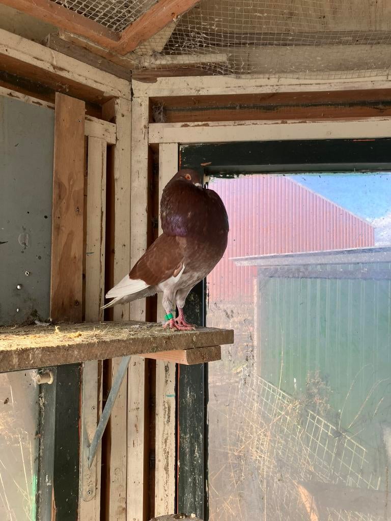 Gratis 2 gelderse slenk doffers raszuiver, Dieren en Toebehoren, Vogels | Duiven, Mannelijk