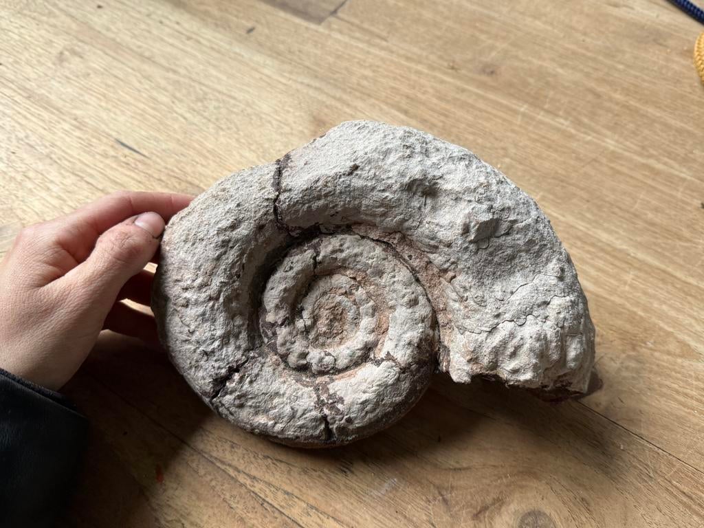 Ammoniet fossiel, Verzamelen, Mineralen en Fossielen, Ophalen of Verzenden, Fossiel