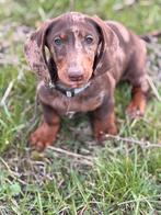 Choco merle dwergteckel pup, 15 weken tot 1 jaar, Reu, Korthaar, Dwerg