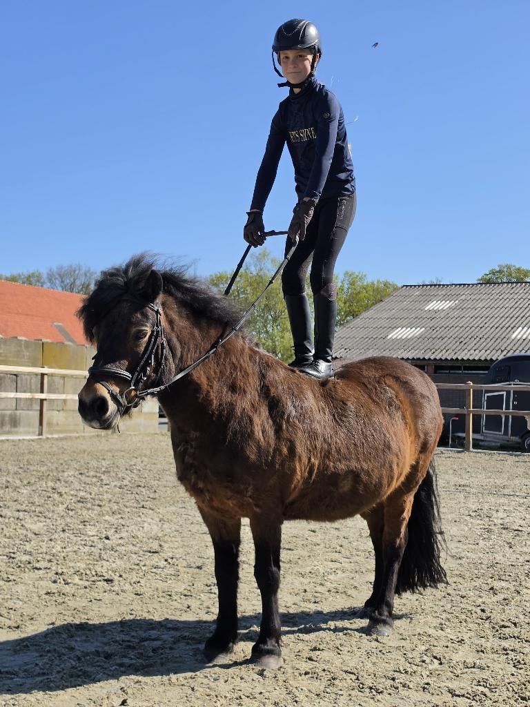 Stoere dartmoor 16 jaar b pony, Ruin, B pony (1.17m tot 1.27m), 11 jaar of ouder, Recreatiepony
