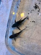 Corydoras, Overige soorten