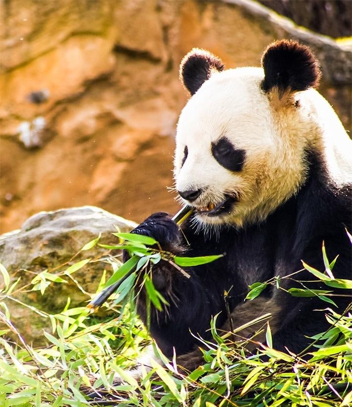 Meerdere kaartjes voor Ouwehands Dierenpark, Tickets en Kaartjes, Drie personen of meer, Ticket of Toegangskaart