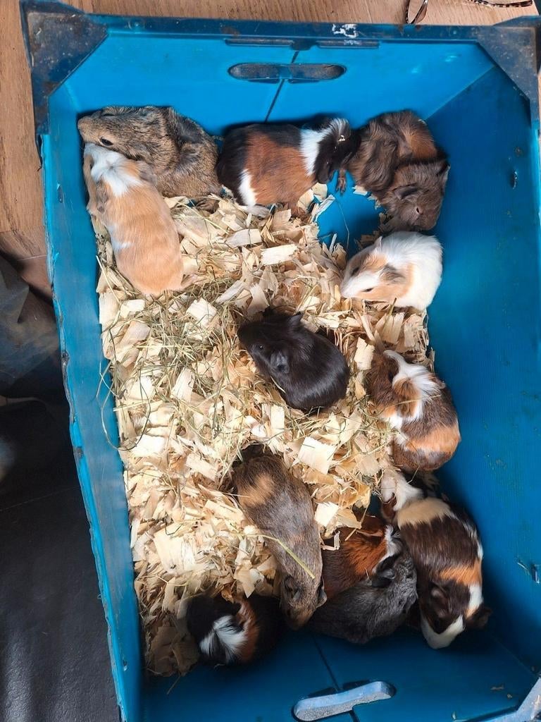 Jonge cavia's te koop, Dieren en Toebehoren, Knaagdieren, Februari, Meerdere dieren, Cavia