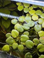 Kikketbeet, Dieren en Toebehoren, Ophalen of Verzenden, Zo goed als nieuw, Plant(en), Steen of Hout