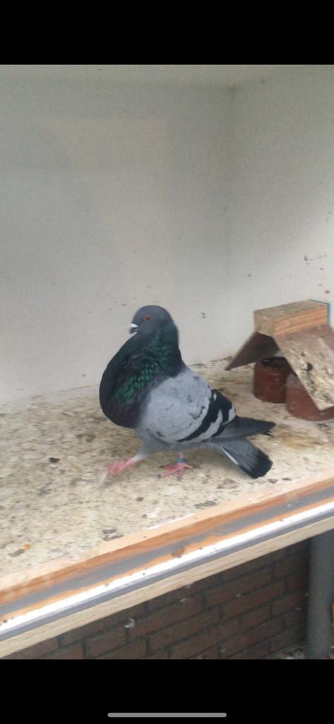 Granadino/ veleno kruising, Vrouwelijk