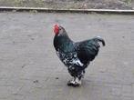 Zwart wit geparelde toom grote brahma's, Dieren en Toebehoren, Pluimvee, Meerdere dieren, Kip