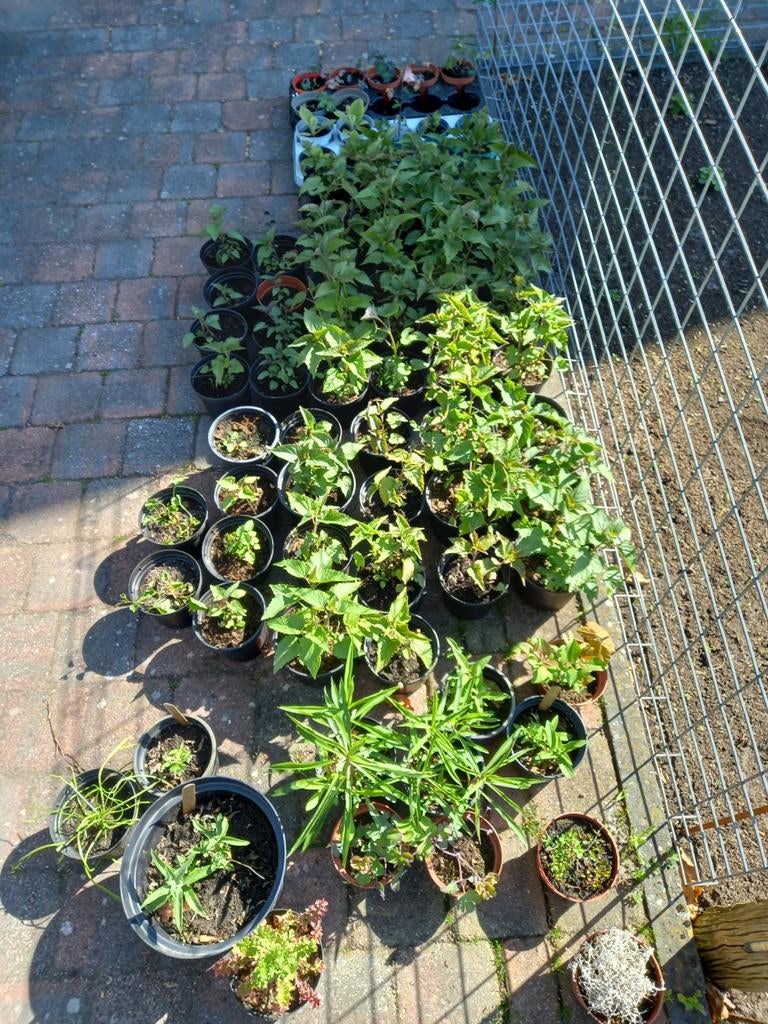 Diverse plantjes, Ophalen, Vaste plant, Overige soorten, Volle zon