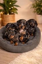 Dwergteckel pups, 8 tot 15 weken, Parvo, Meerdere, Meerdere dieren