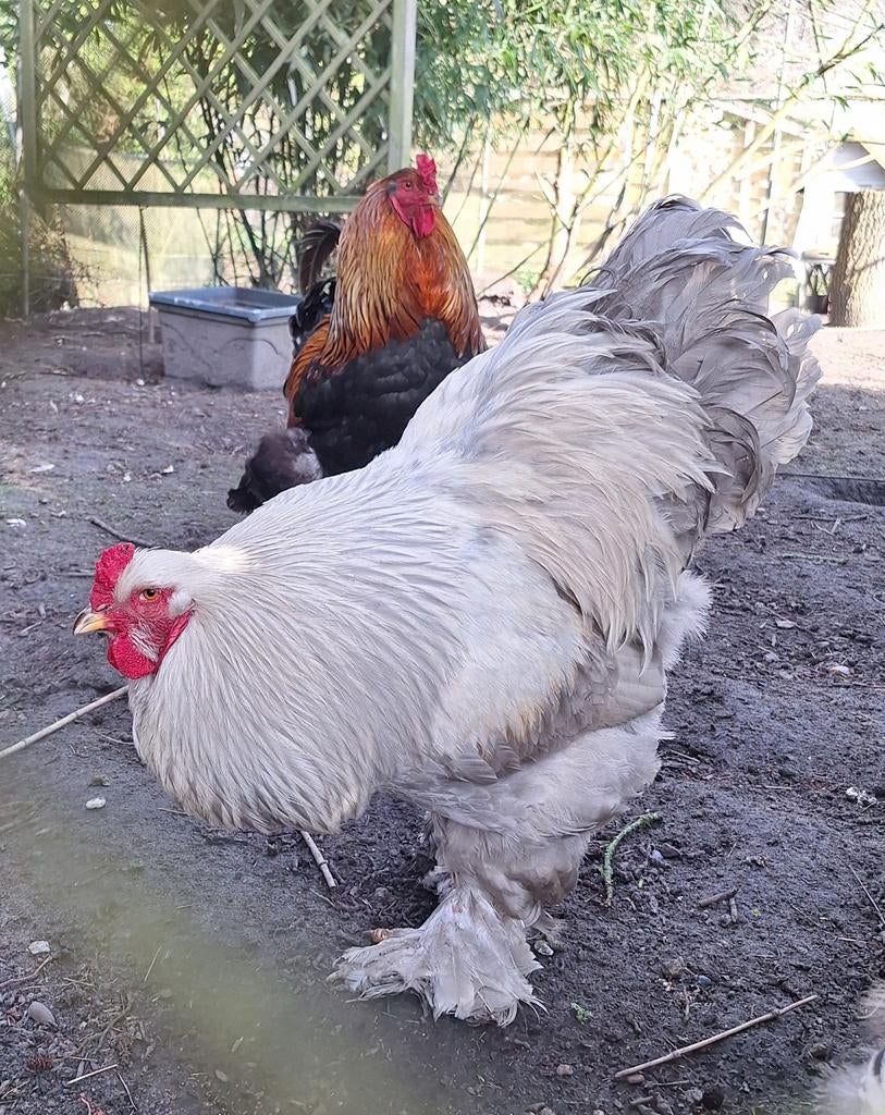 Brahma hanen, Dieren en Toebehoren, Pluimvee, Mannelijk, Kip