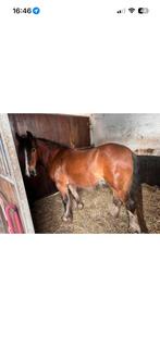 Gezocht stalling / weidgang, Dieren en Toebehoren, Stalling en Weidegang, Weidegang, 1 paard of pony