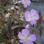 Geranium mac. Copper Tiger, Tuin en Terras, Vaste plant, Halfschaduw, Lente, Ophalen