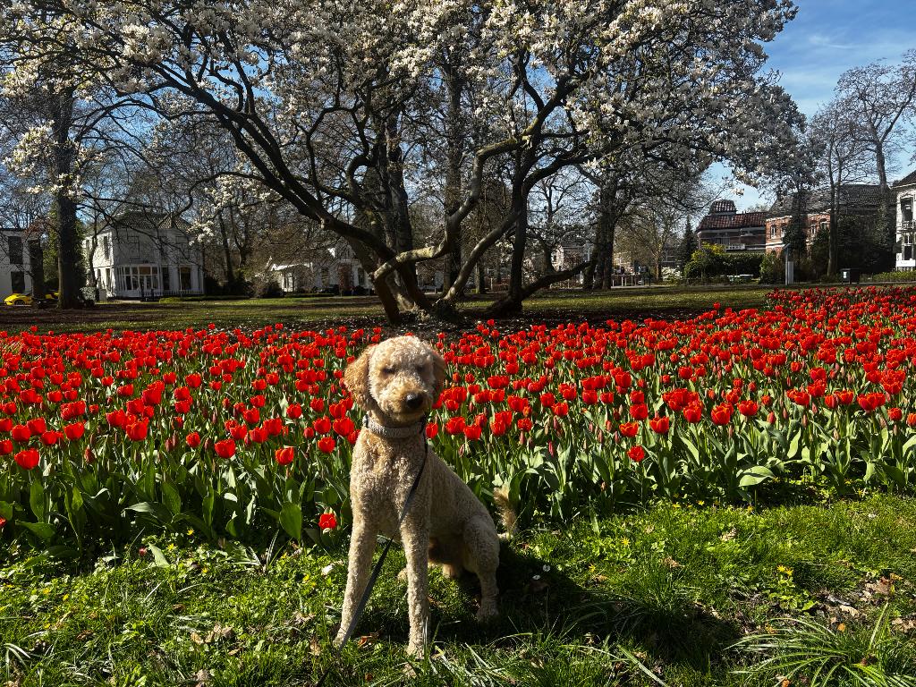 Labradoodle dekreu, Reu, 1 tot 2 jaar, Parvo, Eén hond