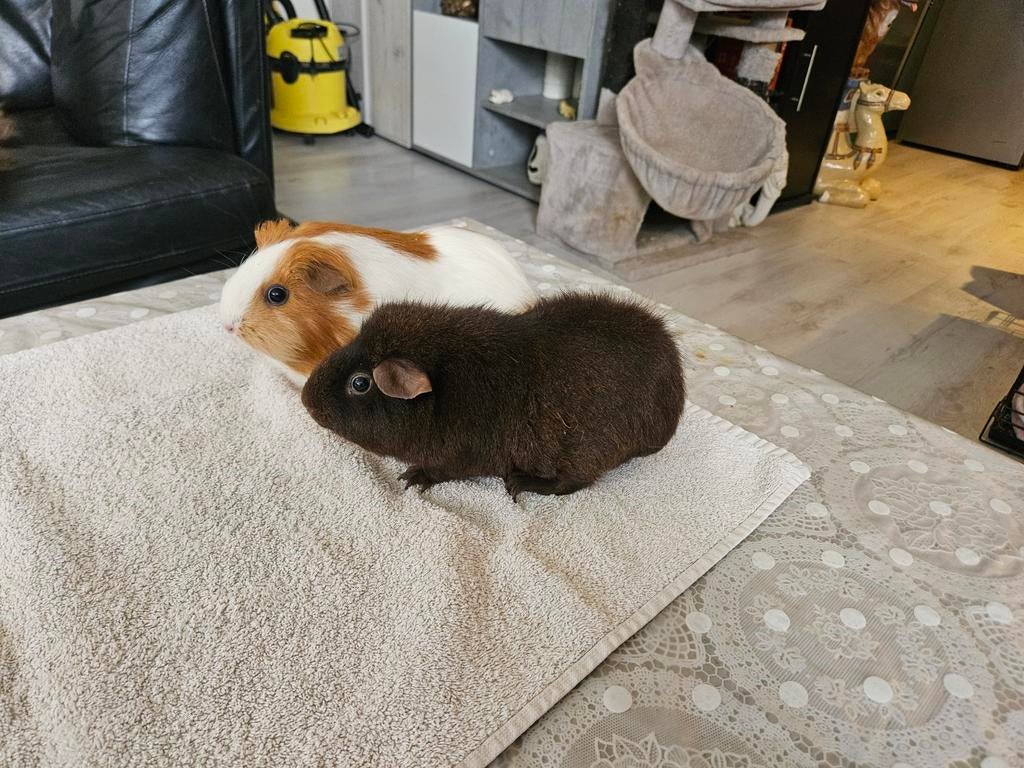 Te koop: mannetje en vrouwtje cavia ( zie foto), Dieren en Toebehoren, Cavia, Juni, Meerdere dieren, Tam