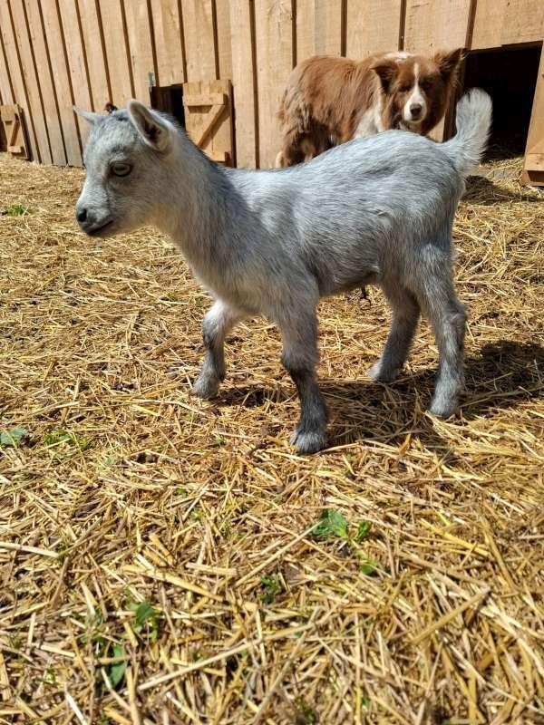Dwerggeitje, Dieren en Toebehoren, Mannelijk, Geit
