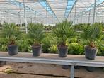Chamaerops Vulcano p24 - Winterharde palm, Tuin en Terras, Planten | Bomen, 100 tot 250 cm, Zomer, Palmboom, Ophalen