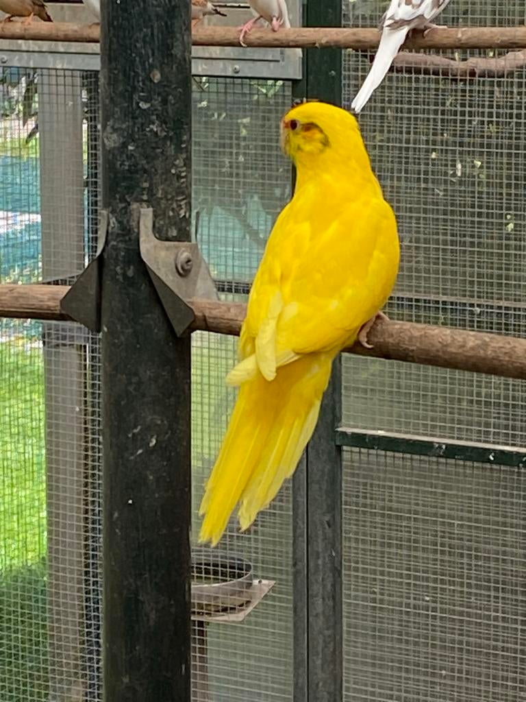 Kakariki’s, Dieren en Toebehoren, Meerdere dieren, Parkiet, Geringd