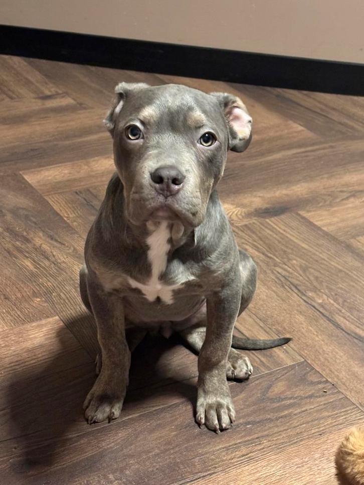 Amerikaanse bully XL puppy’s, Dieren en Toebehoren, Honden | Niet-rashonden, Groot, Meerdere dieren, Particulier, Eén hond, Nederland