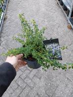 Ceanothus Repens plant, Ophalen, Overige soorten, Volle zon