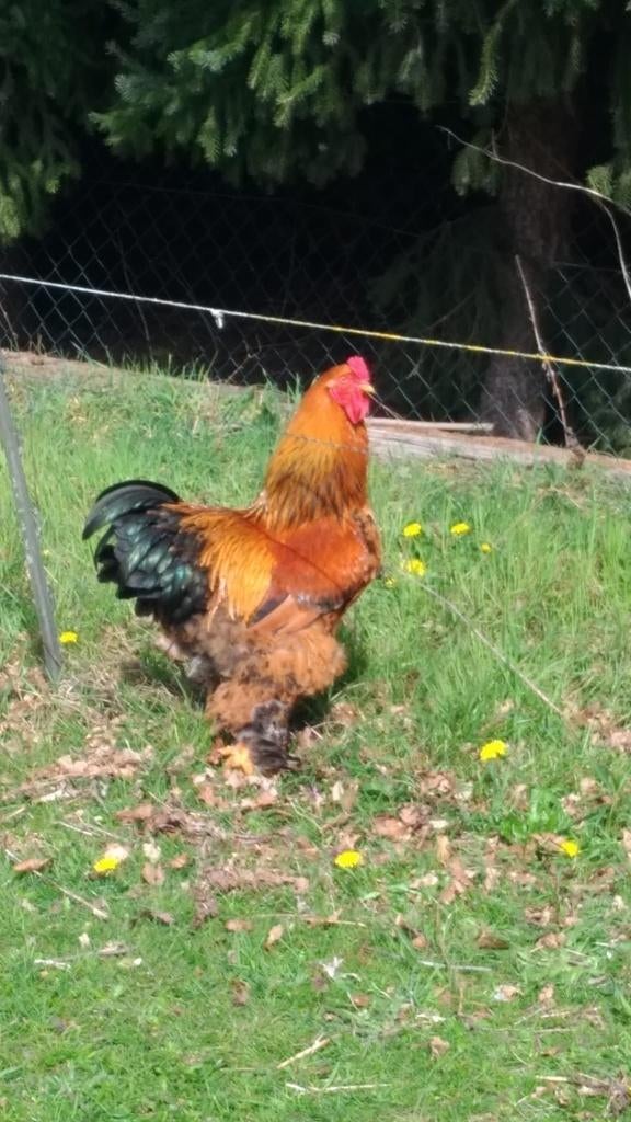 Brama haan, Mannelijk, Kip