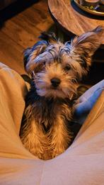 Yorkshireterrier reutje 4 maanden, Yorkshire Terriër, 15 weken tot 1 jaar, Reu, CDV (hondenziekte)