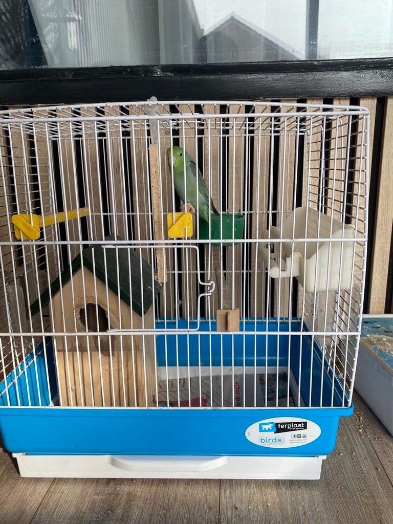 Forpus pop, Dieren en Toebehoren, Vrouwelijk, Parkiet, Geringd