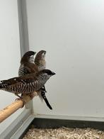 2-0 CeresAmadine, Dieren en Toebehoren, Meerdere dieren, Tropenvogel, Geringd