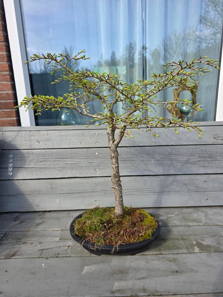 Bonsai DIV, In pot, Bloeit niet, Halfschaduw, Minder dan 100 cm