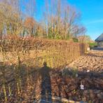 Beukenhaag, Ophalen, Beukenhaag, 100 tot 250 cm