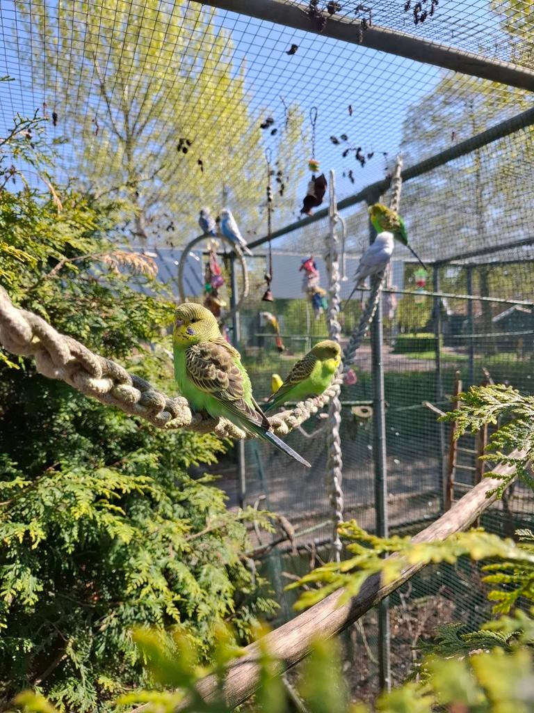 Nu af te halen: 4 jonge parkietjes: 12,50 per vogel, Dieren en Toebehoren, Geslacht onbekend, Parkiet