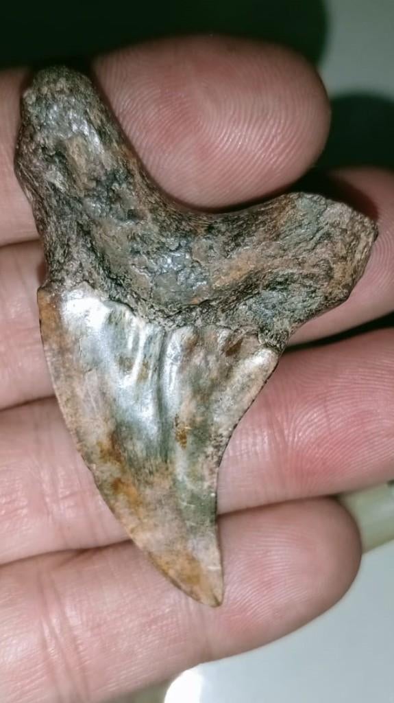 Haaientand  Paratodus Benedinii, Verzamelen, Ophalen of Verzenden, Fossiel