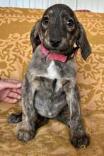 ZACHTAARDIGE, MENSGERICHTE, PUPS, MIDDELMAAT, ZOEKEN THUIS, Particulier, 15 weken tot 1 jaar, Buitenland, Parvo