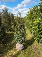 Portugese laurier - Prunus lusitanica ‘Angustifolia’, Tuin en Terras, Planten | Bomen, Bloeit niet, Halfschaduw, 100 tot 250 cm