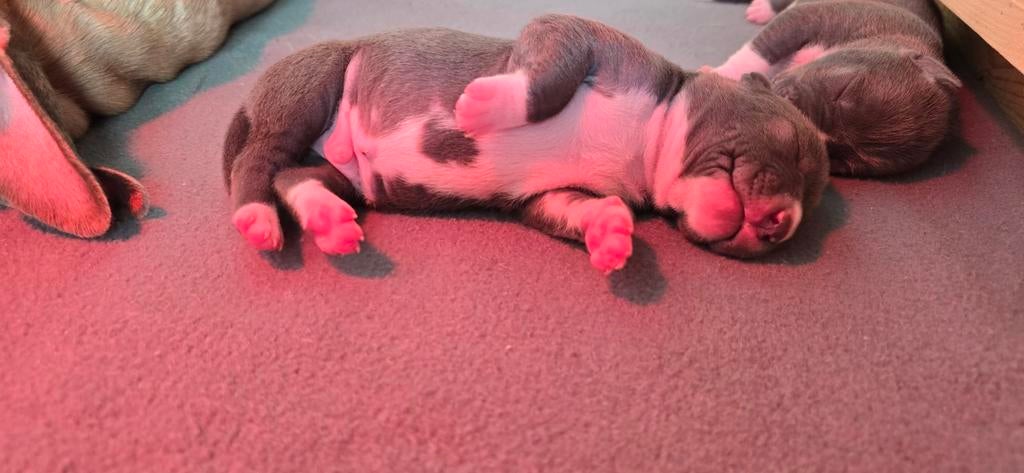 Puppy Pitbull / Amerikaanse Stafford, Dieren en Toebehoren, Honden | Niet-rashonden, 8 tot 15 weken, Parvo, Meerdere, Meerdere dieren