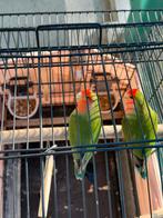 Agapornis met kooi, Dieren en Toebehoren, Vogels | Parkieten en Papegaaien, Mannelijk, Dwergpapegaai of Agapornis, Geringd