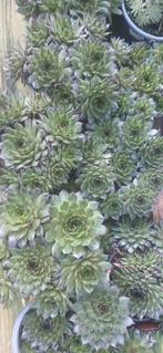 Winterharde Sempervivum (Huislook) - Ideaal voor rotstuinen, Ophalen of Verzenden
