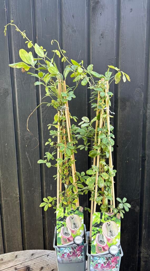 Schijnaugurk, Ophalen, Overige soorten, Volle zon