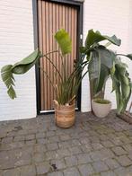 Grote Strelitzia plant met rotan pot, Overige soorten, In pot, 150 tot 200 cm, Groene kamerplant