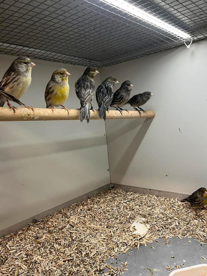 Kanaries Zwart/Geel, Dieren en Toebehoren, Vogels | Kanaries, Kleurkanarie, Meerdere dieren