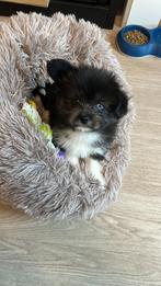 Pomsky x shih-tzu zwart/wit, Parvo, 15 weken tot 1 jaar, Eén hond, Nederland